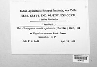Melampsora sancti-johannis image